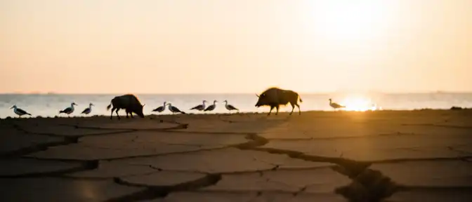 Исчезающая вода рождает новые земли: Каспийское море стремительно меняет свой ландшафт