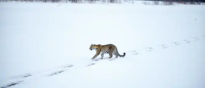 Совместный мониторинг хищников: Москва и Пекин планируют регулярную инвентаризацию численности леопардов